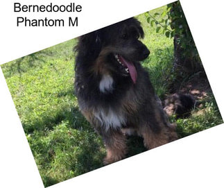 Bernedoodle Phantom M