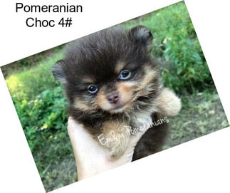 Pomeranian Choc 4#