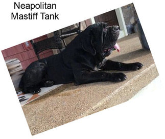 Neapolitan Mastiff Tank