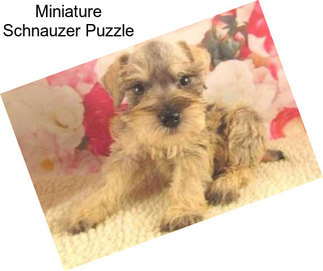 Miniature Schnauzer Puzzle