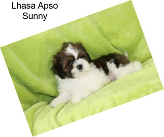 Lhasa Apso Sunny