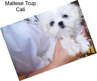 Maltese Tcup Cali