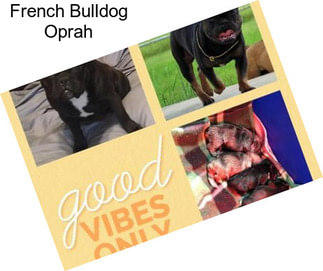 French Bulldog Oprah