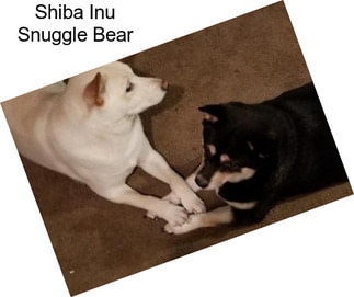 Shiba Inu Snuggle Bear