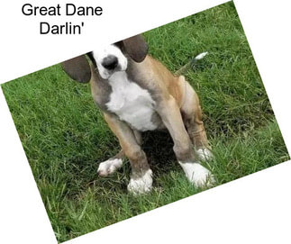 Great Dane Darlin\'