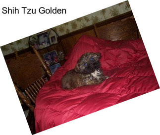 Shih Tzu Golden