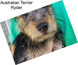 Australian Terrier Ryder