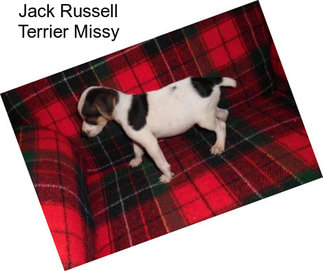 Jack Russell Terrier Missy