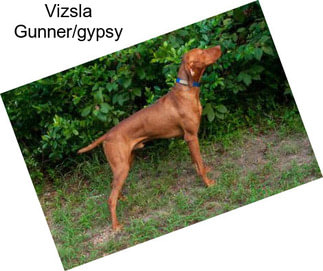 Vizsla Gunner/gypsy