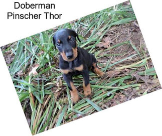 Doberman Pinscher Thor