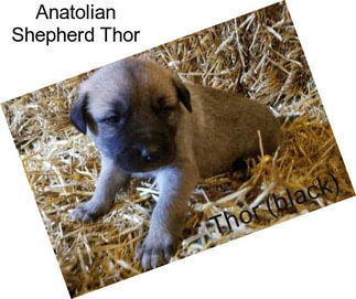 Anatolian Shepherd Thor