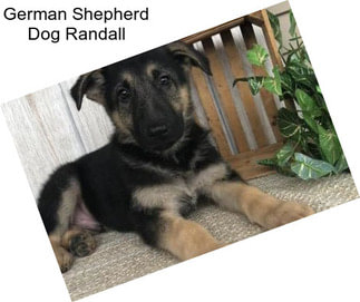 German Shepherd Dog Randall