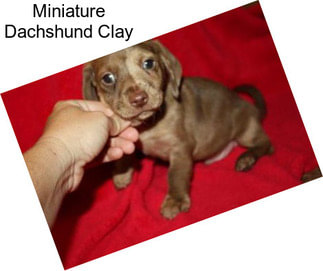 Miniature Dachshund Clay