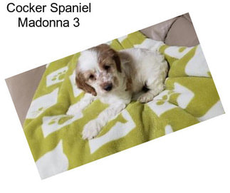 Cocker Spaniel Madonna 3