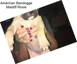 American Bandogge Mastiff Rosie