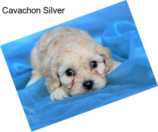 Cavachon Silver