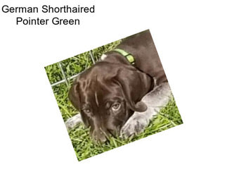 German Shorthaired Pointer Green