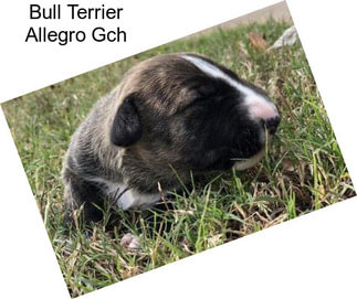 Bull Terrier Allegro Gch