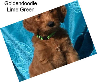 Goldendoodle Lime Green