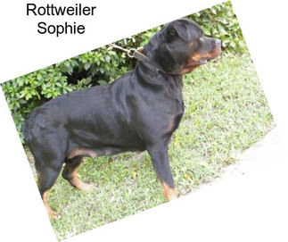 Rottweiler Sophie