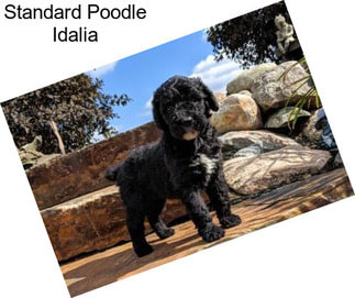 Standard Poodle Idalia