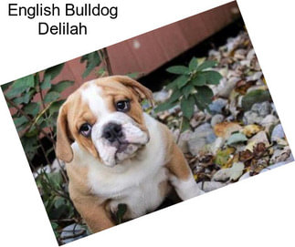 English Bulldog Delilah