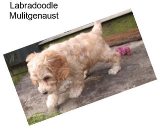 Labradoodle Mulitgenaust