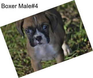 Boxer Male#4