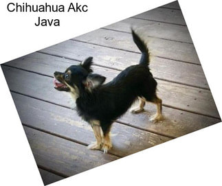 Chihuahua Akc Java