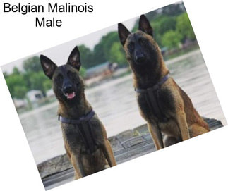 Belgian Malinois Male