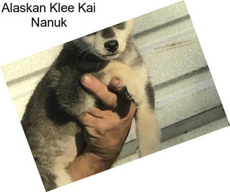 Alaskan Klee Kai Nanuk