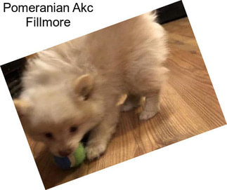 Pomeranian Akc Fillmore