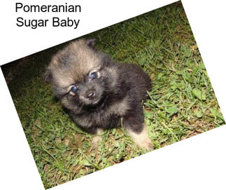 Pomeranian Sugar Baby