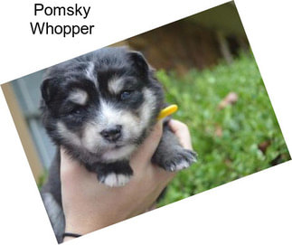 Pomsky Whopper