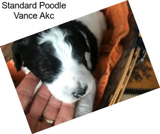 Standard Poodle Vance Akc