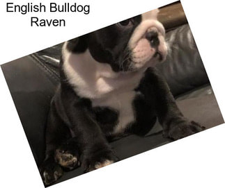 English Bulldog Raven