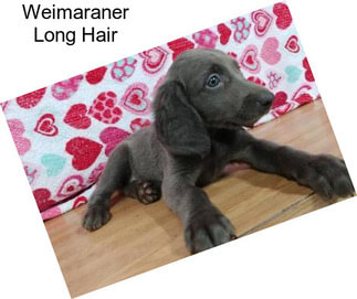 Weimaraner Long Hair