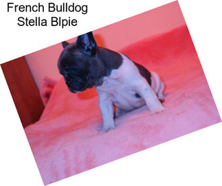 French Bulldog Stella Blpie