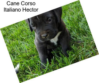 Cane Corso Italiano Hector