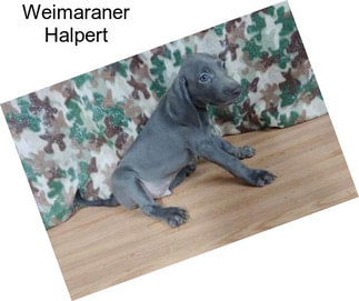 Weimaraner Halpert