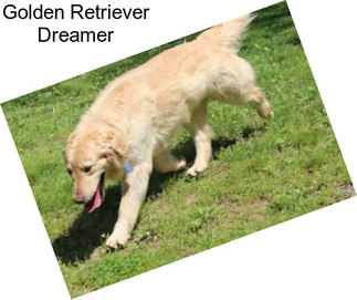 Golden Retriever Dreamer