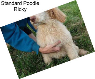 Standard Poodle Ricky