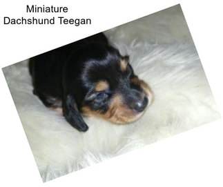 Miniature Dachshund Teegan