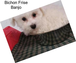 Bichon Frise Banjo