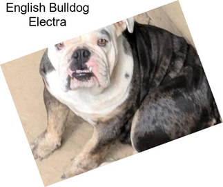 English Bulldog Electra