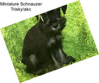 Miniature Schnauzer Trisky/akc