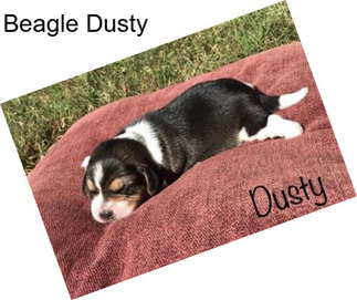 Beagle Dusty