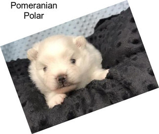 Pomeranian Polar