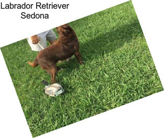 Labrador Retriever Sedona