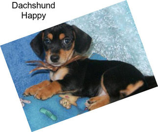 Dachshund Happy